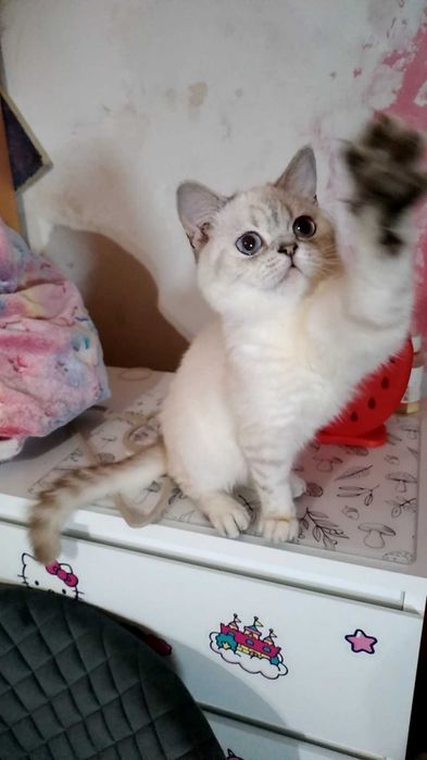 Котик,котёнок,белый,шишшилла серебристая. Кот.