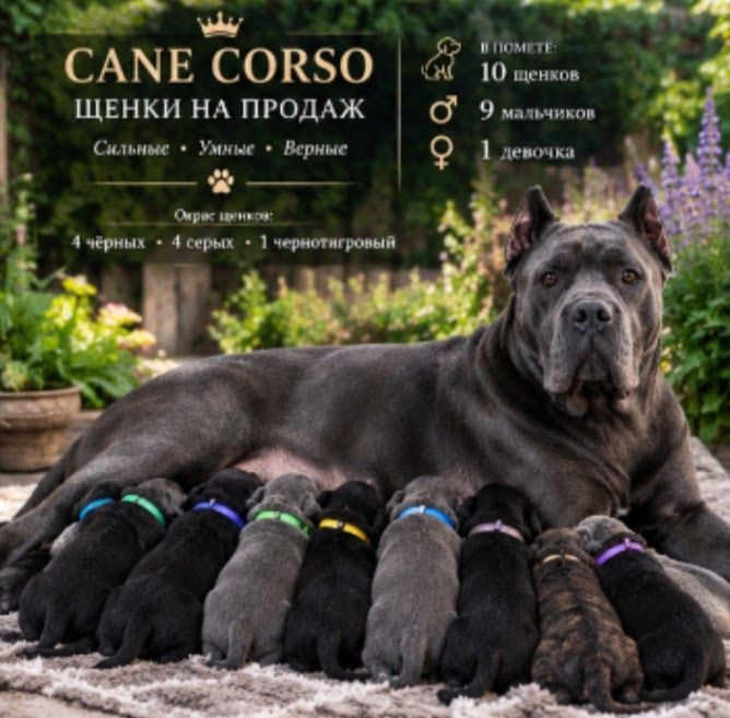 Продам серых черных кане-корсо со стабильной психикой