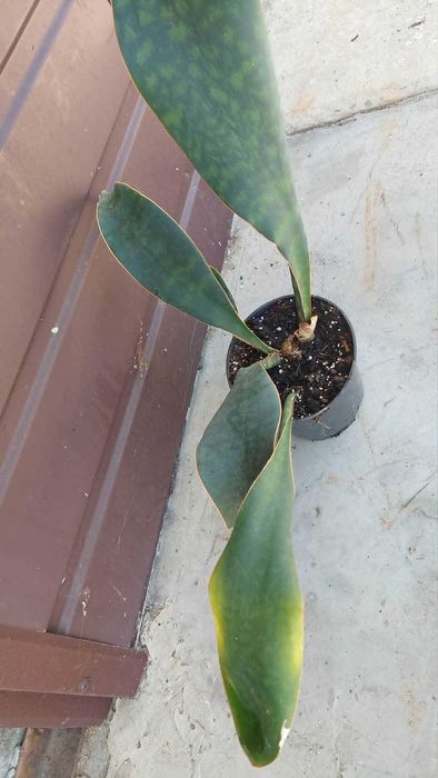 Sansevieria Masoniana.
