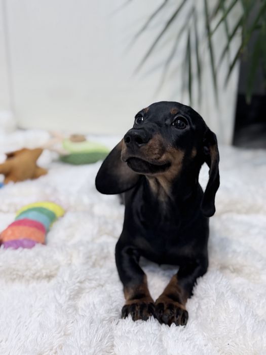 Teckel excelente e lindo machinho