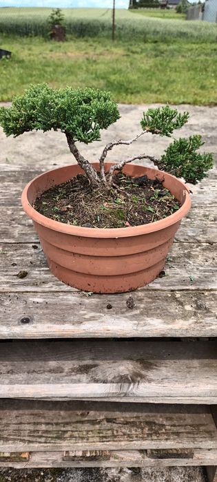 Bonsai, pre-bonsai, jałowiec formowany.