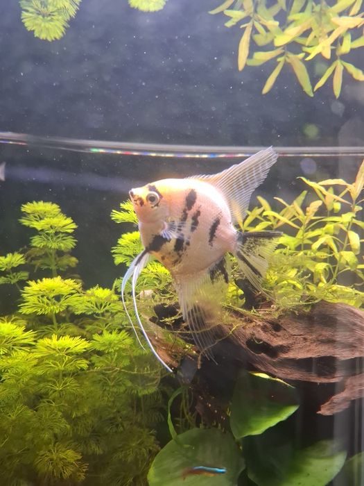 Escalar Koi (Pterophyllum scalare)