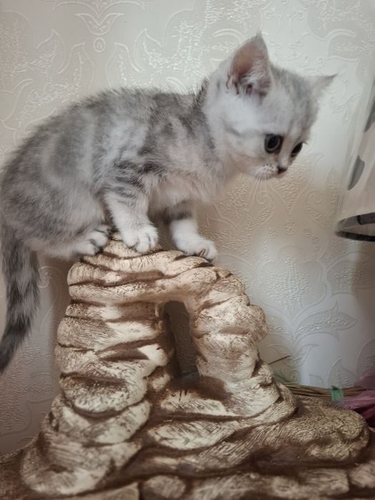 Шотландські кошенятка