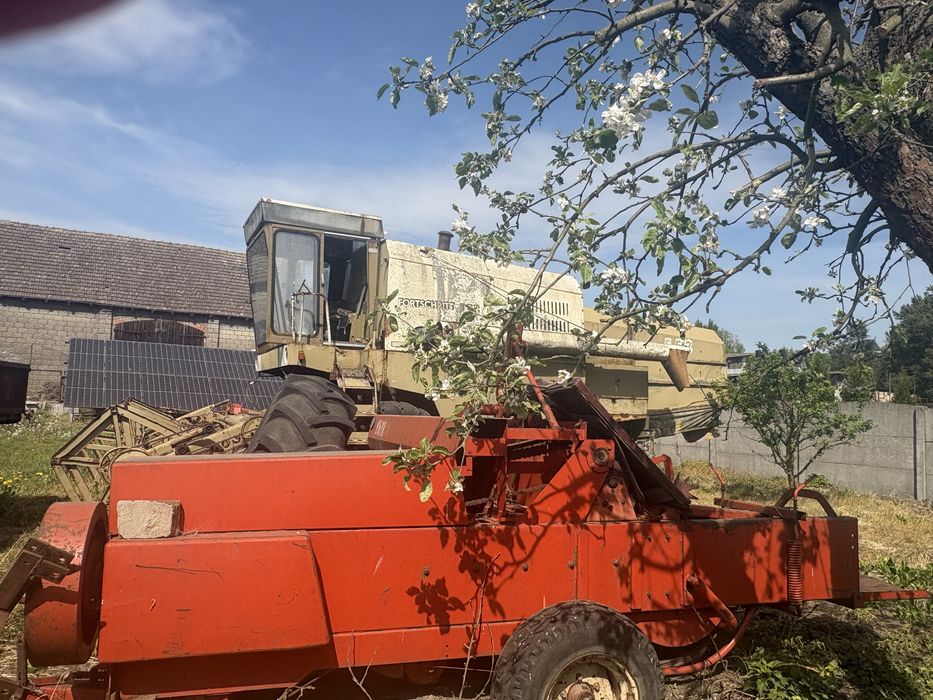 Sprzedam prase z224