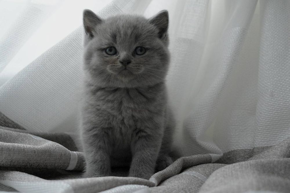 Чистокровні хлопчики.голубий,та ліловий