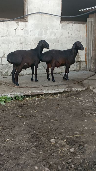 Продам барана, вівці,бараны, овцы, овец.