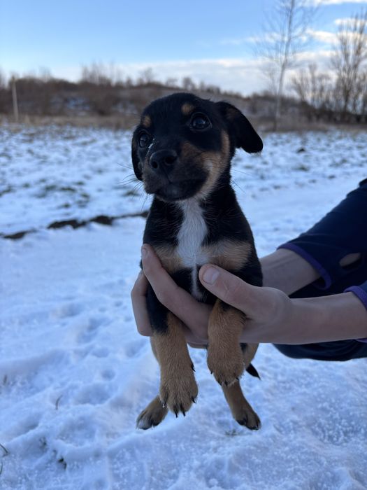 В добрі руки! Мама Ягтерʼєр