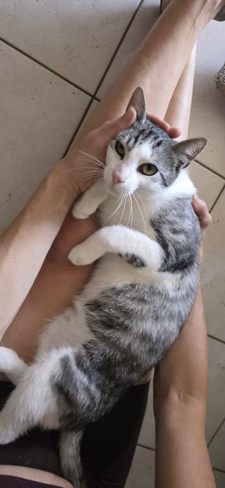 Mlody srebrzysty kot do adopcji Mokotów