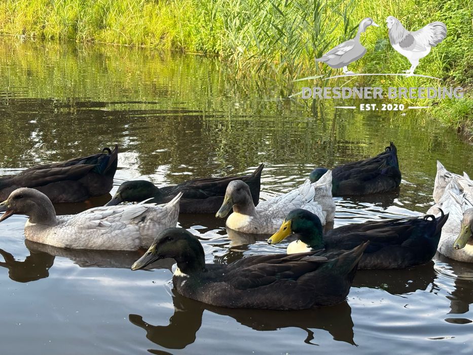 Kaczka pomorska jaja lęgowe czarna i niebieska