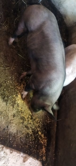 Porca com um ano