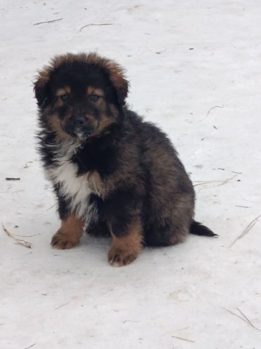 Отдам щенка в хорошие руки!