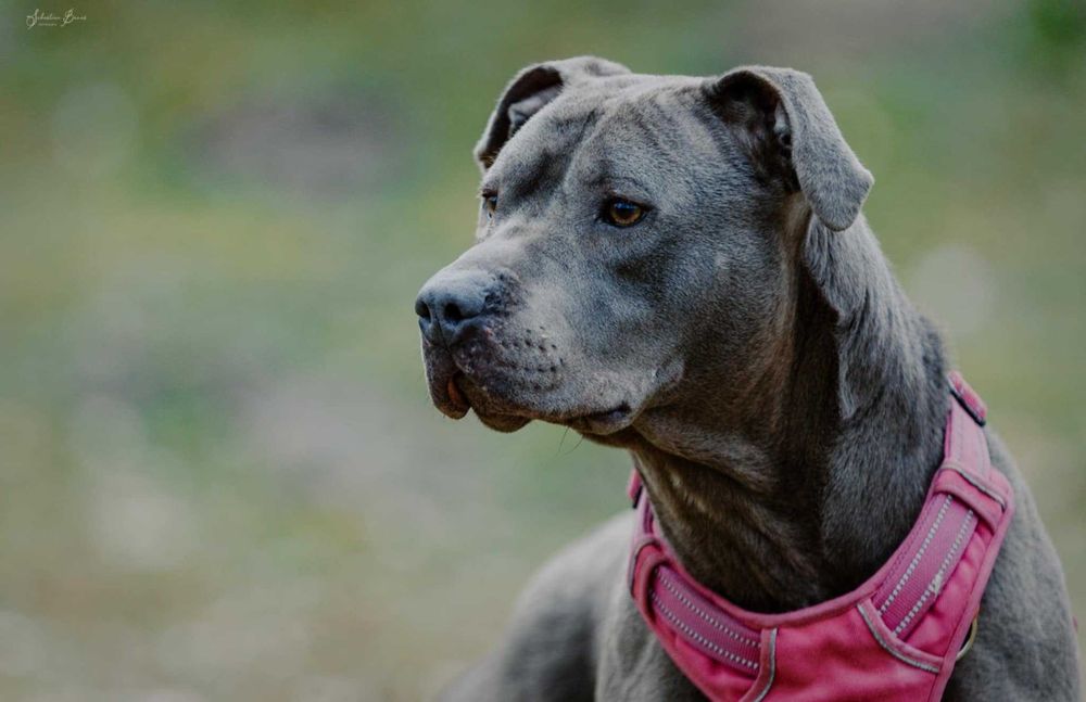 Greta  -  w typie amstaff  . proszę czytać opis