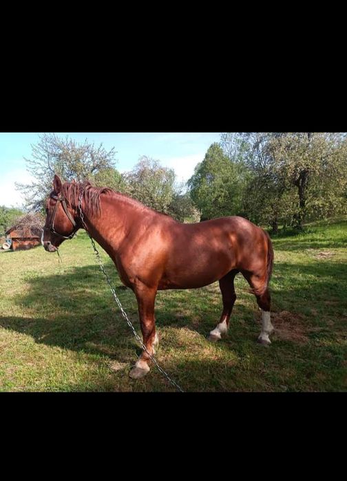 Продам Коня порода (Торійський Ваговоз)