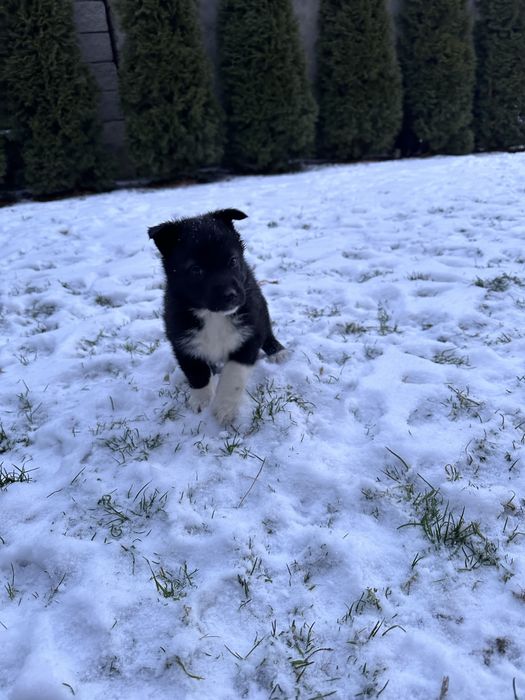Щенки Східноєвропейської  вівчарки ВЕО