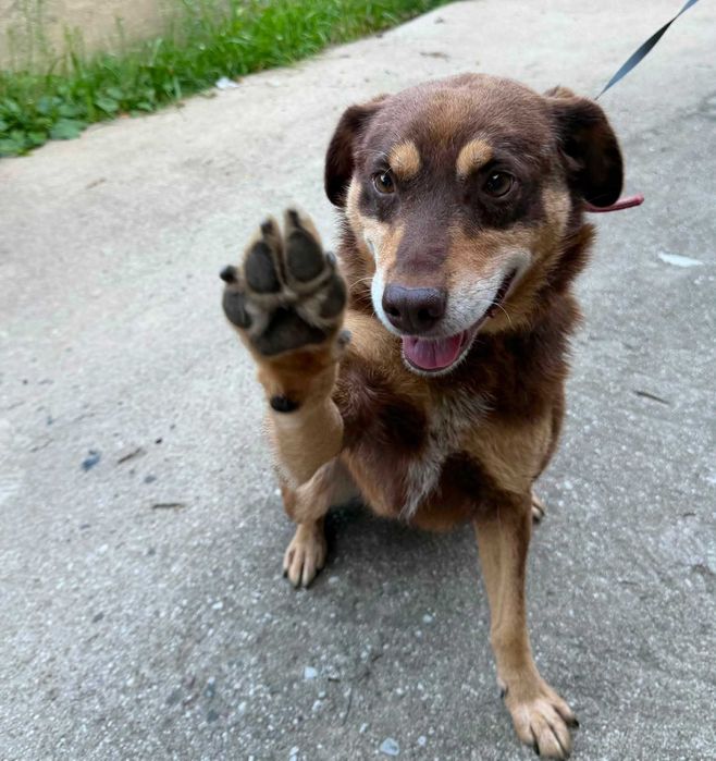 7 letni Reksio stracił dom! -  do adopcji