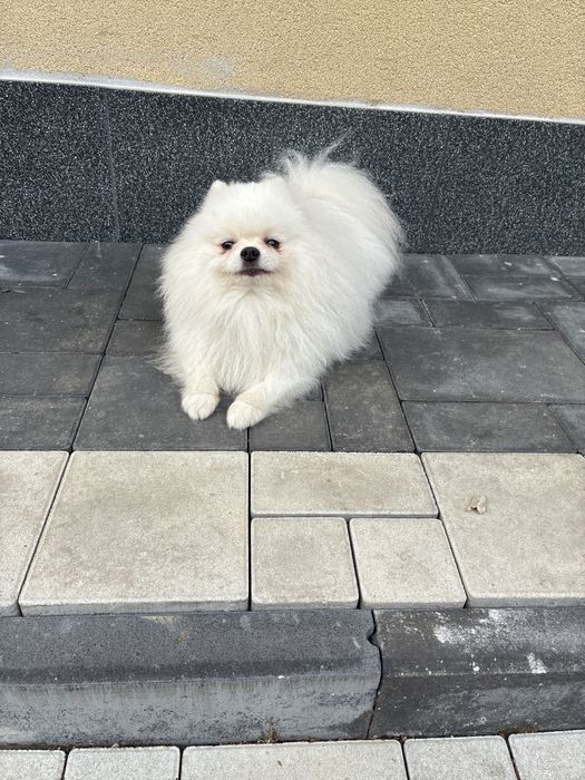 Білий шпіц вязка