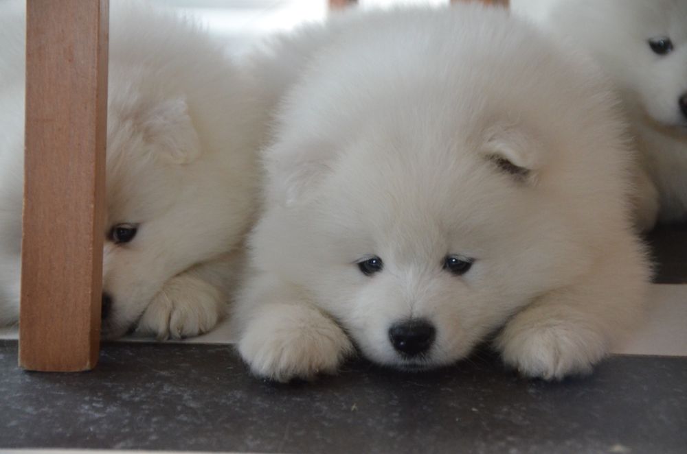 Samoyed ZKwP FCI suczka