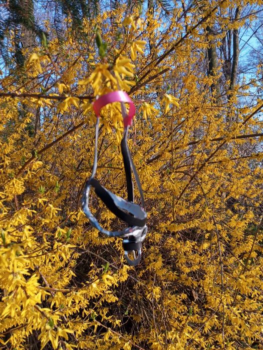 Siwy hobby horse A4 !! OPIS!!