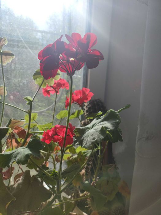 Кімнатні квіти. Від 70 грг