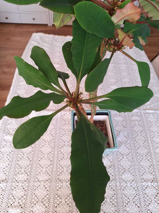 Wilczomlecz białounerwiony euphorbia z osłonką lub bez