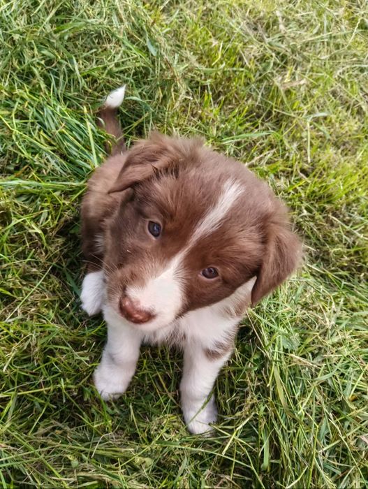Suczka Border collie