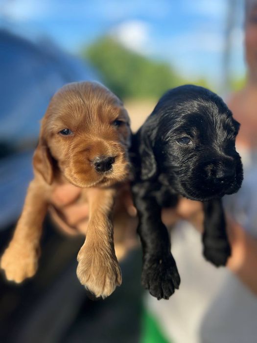 Поспішайте  є в наявності плюшеві Кокер Спанієль!Акція!