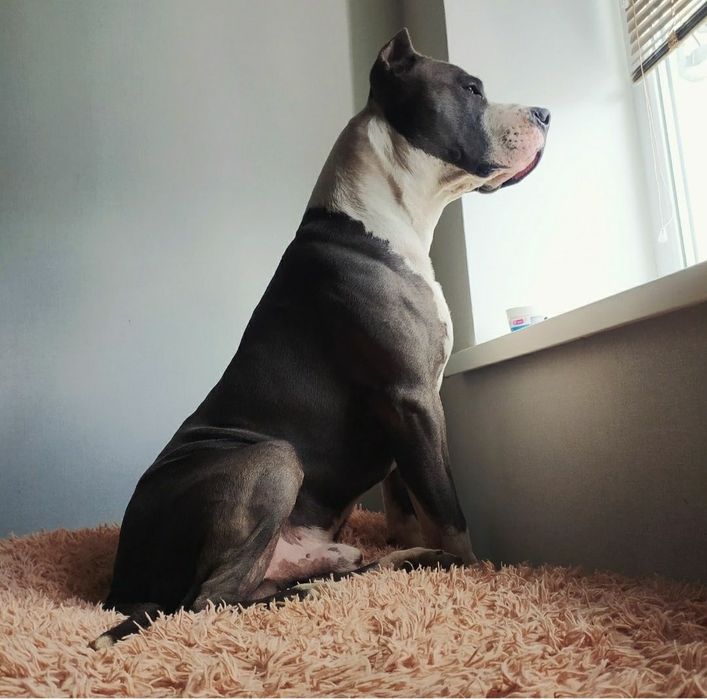 ‼️ВЯЗКА‼️ Американский питбультерьер