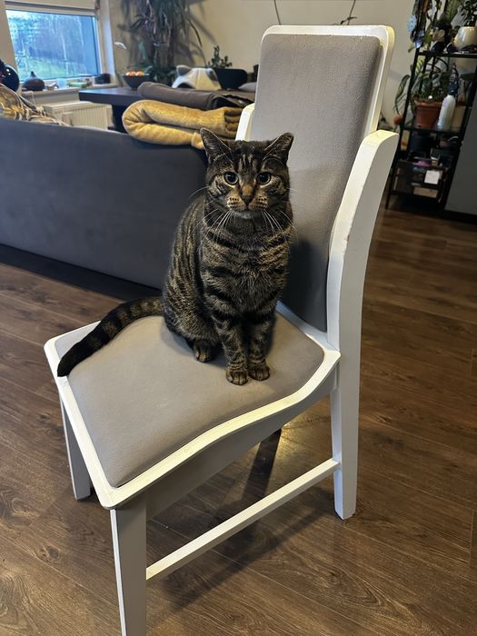 Krzesło drewniane ergonomiczne YouErgo