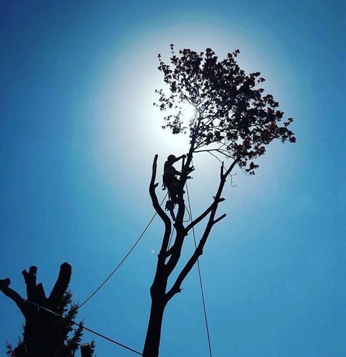 Зрізати дерево, кронування, валка, корчування пеньків,зачистка ділянки