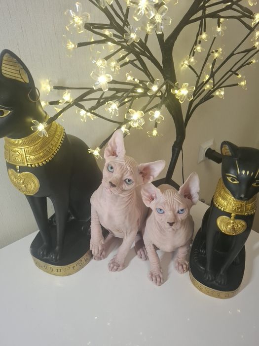 Котята канадского сфинкса