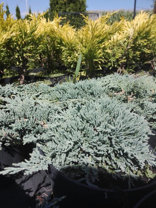 Jałowiec green gold blue carpet lime glow wiltoni prince arrow star