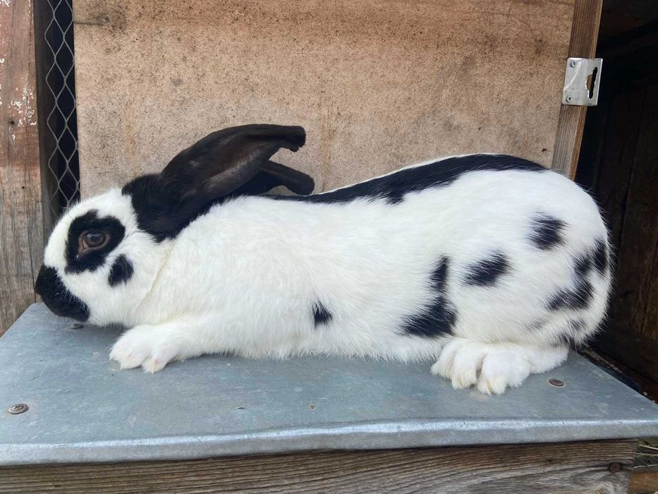 Кролі Фландер (Бельгійський Великан), Строкач племенні