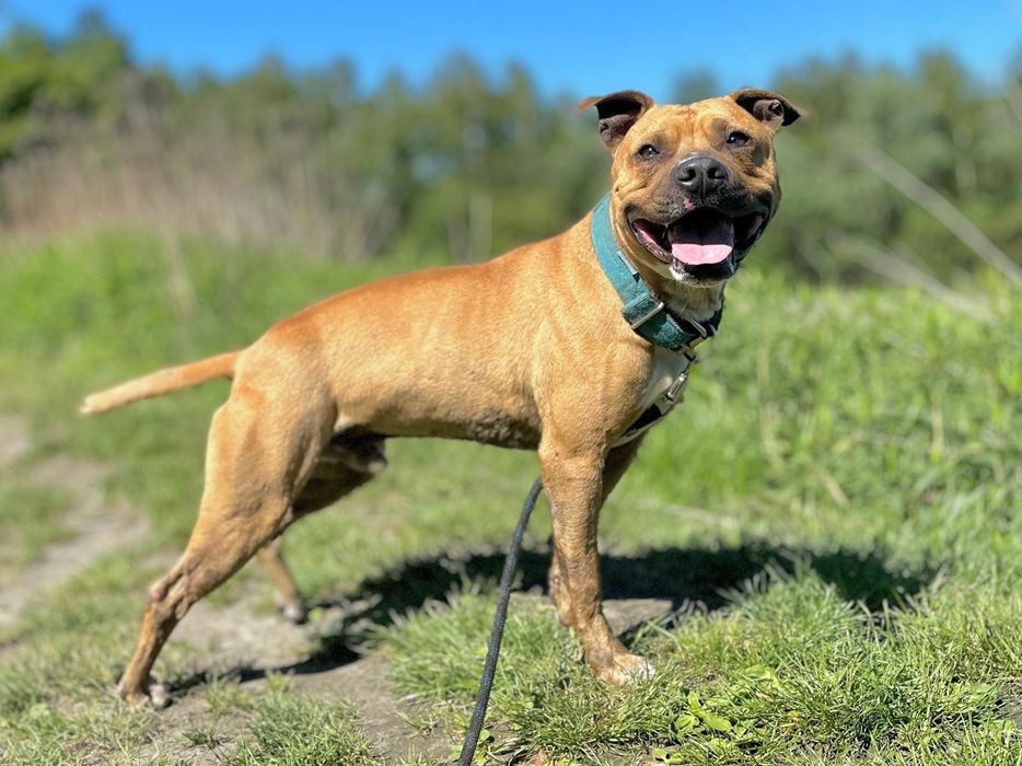 Kochany Pittbul Roki szuka domu na zawsze