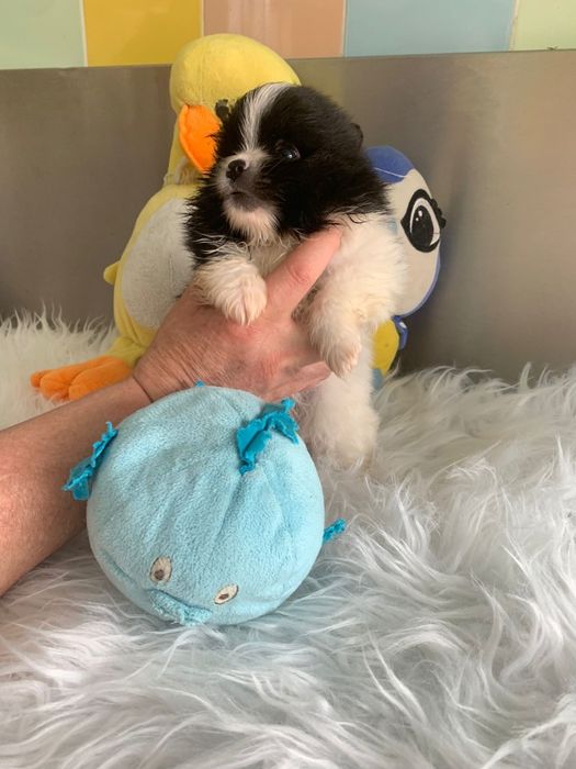 Spitz bebé lindo