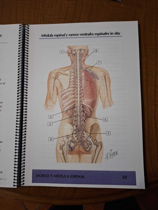 Netter Anatomía 2a Edición