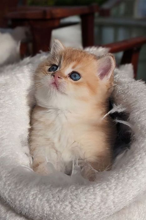 Шотландська дівчинка красуня