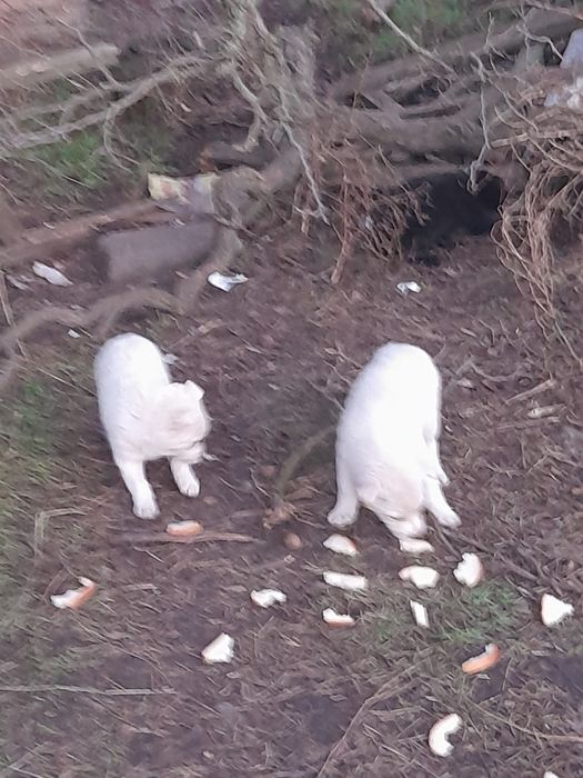 Щенята в добрі руки