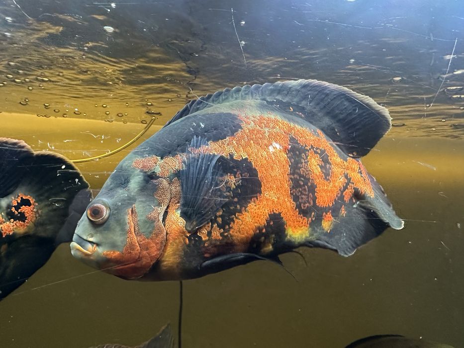 Para pielęgnic pawiookich 25cm - astronotus ocellaris