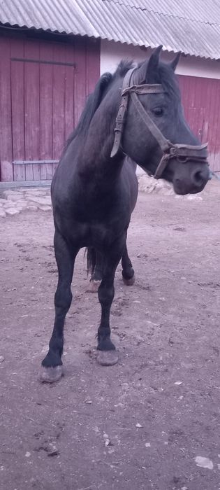 Продається кінь ..