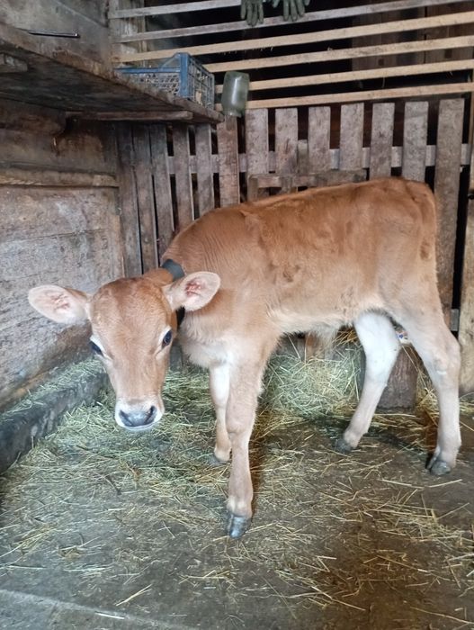 Чистокровний бичок джирсей 1.5місяця