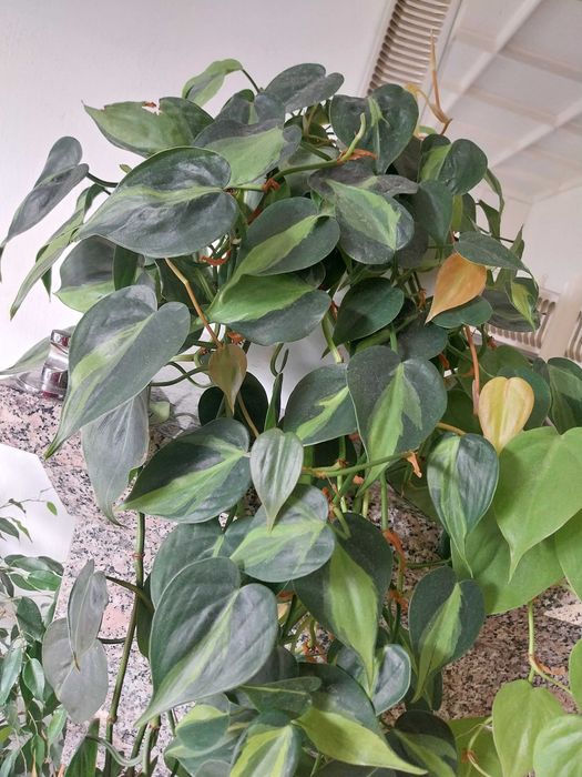 Philodendron scandens 'Brasil' Filodendron + variegata 1,5m długość