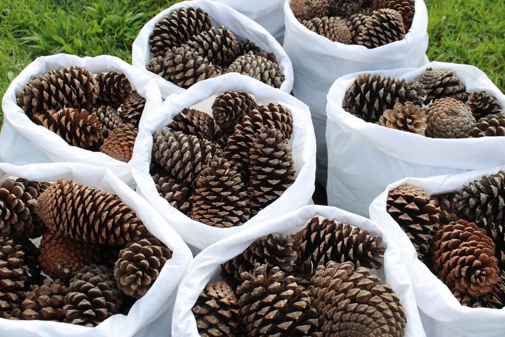 Pinhas Secas 100% Ecológicas