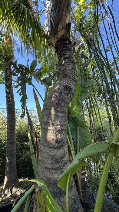 Ravenala madagascariensis* árvore-do-viajante* - Exemplares