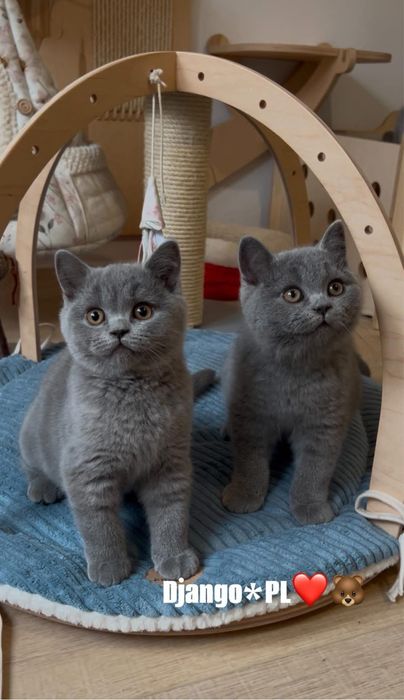 Odbiór styczeń  po utytulowanych przodkach kocurek brytyjski niebieski