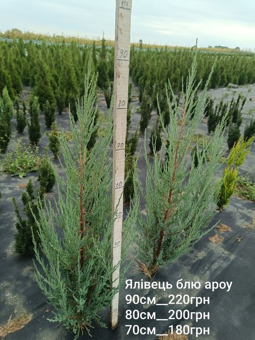 Туя смарагд, золотий смарагд, ялівець Голд Коне, ялівець блю ароу, ялівець Мунглоу , туя даніка,  туя Міріям, кипарис івоне