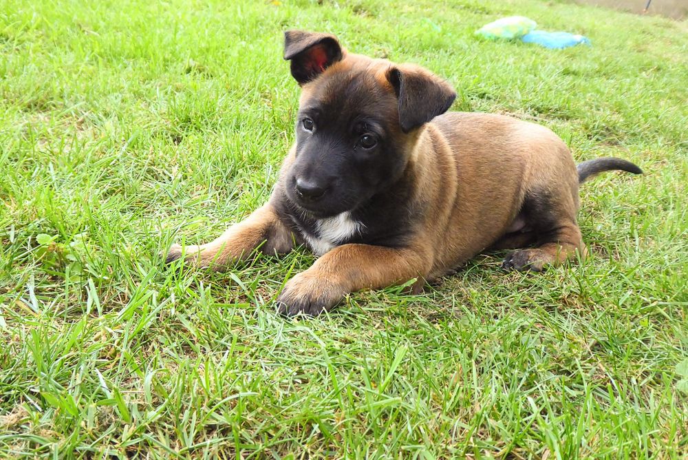 Suczka - Owczarek Belgijski Malinois