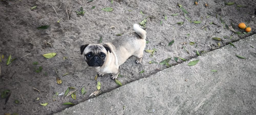 Pug carlin criado em ambiente familiar disponível para entrega imediat
