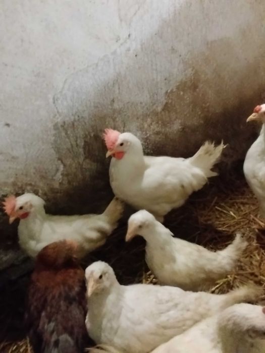 Młode koguty Leghorn / koguty młode mix