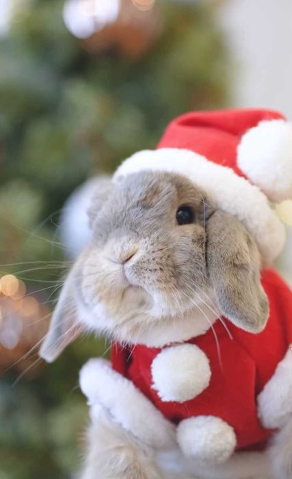 Кроленята, ручні міні кролики