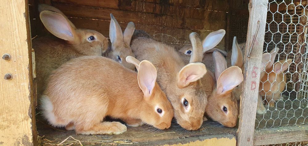Продам кролики бургундія.